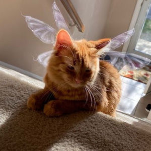 Meet your Posher, Slayed